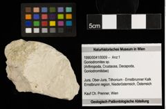 Foto (Objekt + Etiketten) von Goniodromites sp. (NHMW-GEO-1990-0041-0009)